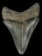 Serrated, Juvenile Megalodon Tooth #69334-1